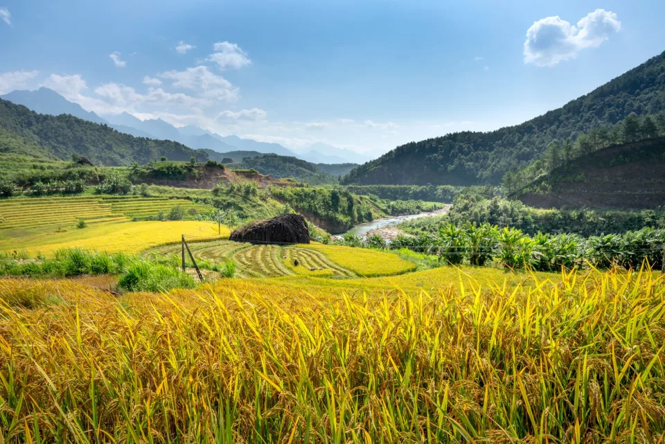 Kho gạo của Nguyễn Thị Kim Tha
